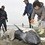 На берег в Японии выбросились около 150 дельфинов