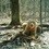 Необычного медведя-блондина нашли в российском заповеднике