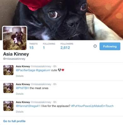 ​У собаки Lady Gaga появилась своя страница в соцсетях (фото)