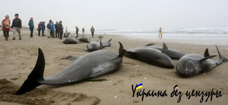На берег в Японии выбросились около 150 дельфинов