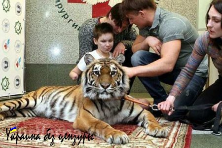 Братья Запашные привели тигрицу в больницу к Ване Воронову (#яВаня) (+ВИДЕО)