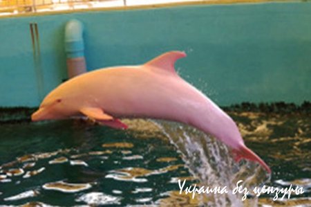 В Японии дельфин-альбинос розовеет от эмоций