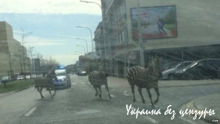 На улицах Брюсселя полиция гонялась за тремя зебрами