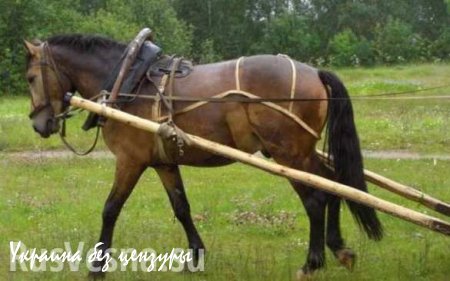 Во Львовской обл. зверски убили участкового, привязав к телеге с лошадьми