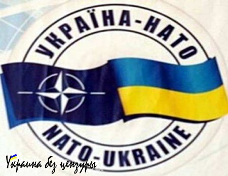 Под знаком НАТО: Порошенко утвердил Нацпрограмму сотрудничества Украины с Альянсом на 2015 год