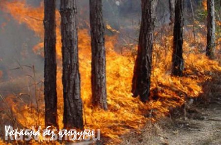 Аваков заявил, что пожар остановлен в пяти километрах от могильника