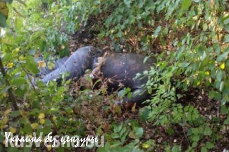 В Мариуполе трое украинских военных жестоко убили мужчину за пророссийские взгляды