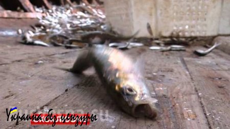 Рыбаки ДНР выходят в море под обстрелами, чтобы прокормить семьи (ФОТО, ВИДЕО)