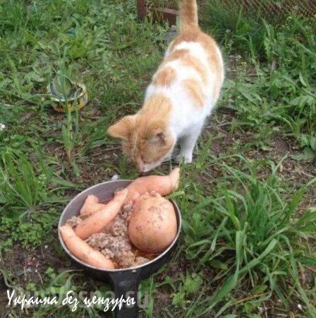 Латентный каннибализм от батальона «Азов»: боевики развлекаются «перфомансами», обжаривая расчлененного кукольного младенца -«москаля» на сковороде с гречневой кашей (ФОТО)