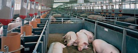 В Башкирии строится целая биологическая фабрика по разведению свиней