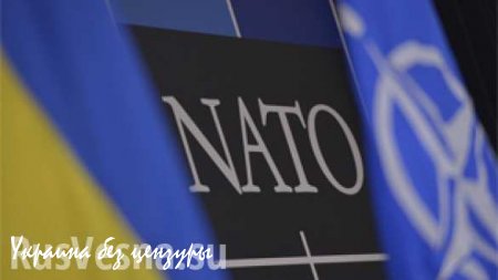 Заявка Украины в НАТО будет рассмотрена на общих основаниях