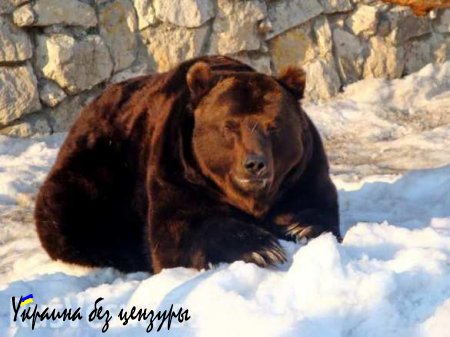 Всемирный банк: русский медведь стал «быком»