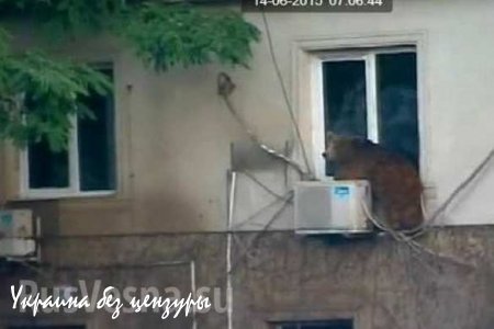 В результате наводнения в Тбилиси из местного зоопарка сбежали львы, волки, медведи и крокодилы (ФОТО)