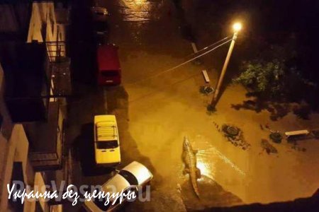 В результате наводнения в Тбилиси из местного зоопарка сбежали львы, волки, медведи и крокодилы (ФОТО)