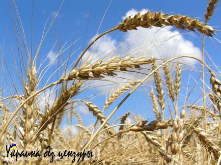 Аграрии ДНР, не дожидаясь сбора урожая, начали подготовку к осенней посевной