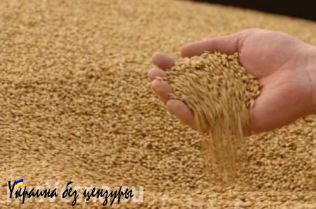 Россия нарастит производство зерна до 120 миллионов тонн