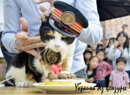 Умерла кошка-начальник вокзала в Японии