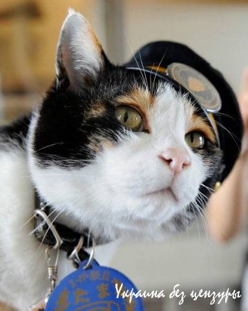 Умерла кошка-начальник вокзала в Японии