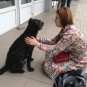 В Донецке есть свой Хатико — пес целый год ждет своих хозяев (ФОТО)