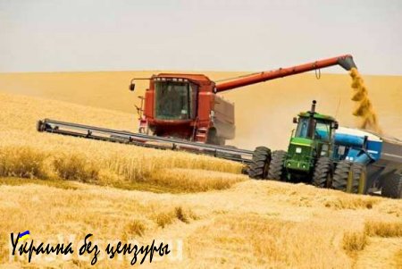 Аграрии ЛНР планируют собрать более 100 тыс. тонн ранних зерновых