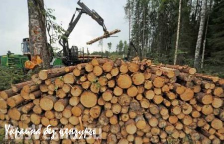 Запрет на импорт древесины из России станет серьезным ударом по экономике Финляндии, — финские эксперты