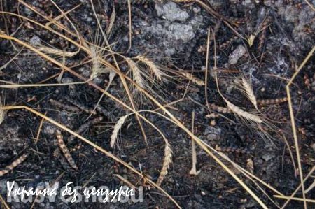 Каратели целенаправленно уничтожают посевы в ДНР, — замминистра агропромышленности