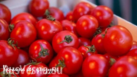 Мексиканский штат начинает поставки помидоров, перца и мяса в Россию