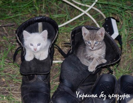 VIP-вагоны в поездах и светофор на пустыре: фото дня