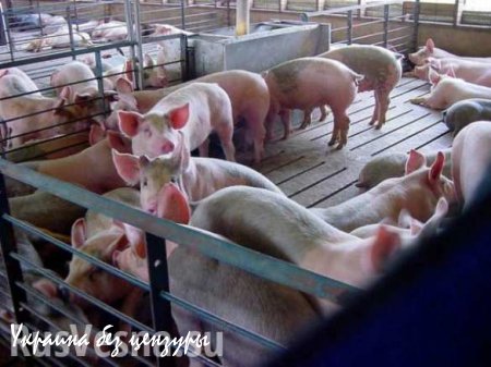 Тернопольского фермера загрызла бешеная свинья, МВД возбудило дело по статье «умышленное убийство»