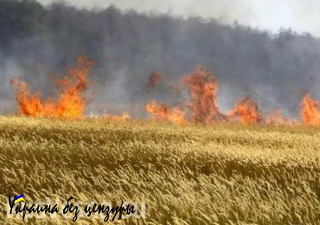 Из-за обстрелов ВСУ в Новоазовском районе выгорело около 100 га сельхозугодий