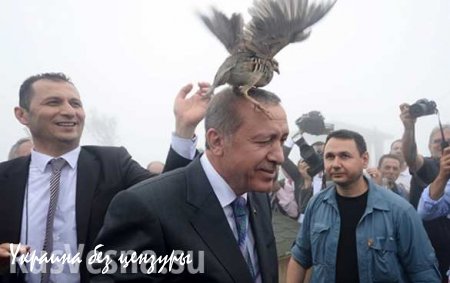 На открытии мечети президента Турции атаковала птица (ВИДЕО)