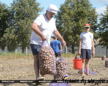 Лукашенко с сыном собрали 70 мешков картофеля