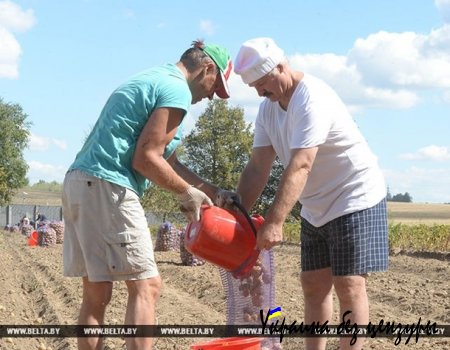 Лукашенко с сыном собрали 70 мешков картофеля
