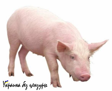 Санкции РФ в действии: что делать со свиньями из ЕС?