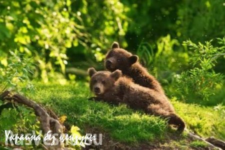 На Курилах задержали живодеров, переехавших 8 раз медведя на джипе (ВИДЕО)