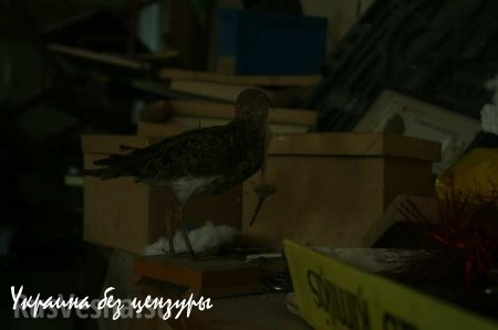 Новосветловка, год после освобождения. Фоторепортаж «Русской Весны»