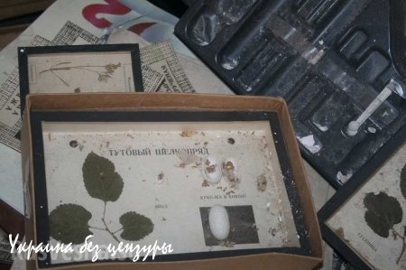Новосветловка, год после освобождения. Фоторепортаж «Русской Весны»