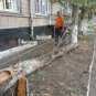 Небоевые потери: на боевика «Правого сектора» в центре Николаева упало сухое дерево (ФОТО)