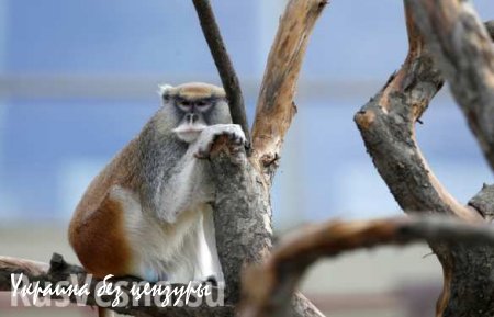 В Китае отряд обезьян зачистит улицы от птиц перед парадом