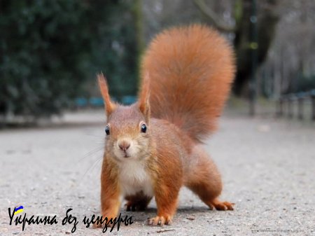 Порошенко: Украина в настоящее время уже готова к полномасштабной войне с Россией (видео)