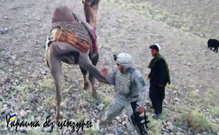 В Афганистане американский военнослужащий впервые пострадал от верблюда (ВИДЕО)