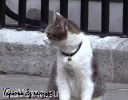 Полицейский пнул кота британского премьера Кэмерона (ВИДЕО)