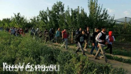 Около 1,2 тысячи мигрантов прибыли в среду в Хорватию (ВИДЕО)