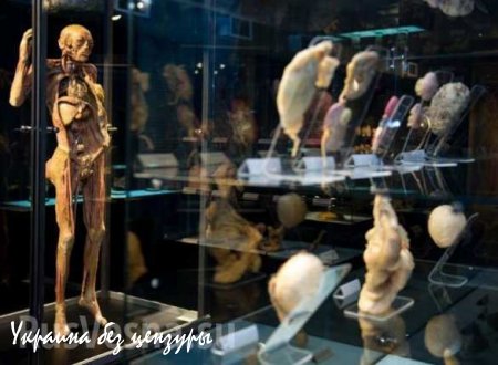 В Петербурге открывается скандальная выставка «Тело человека» (ФОТО, ВИДЕО 18+)