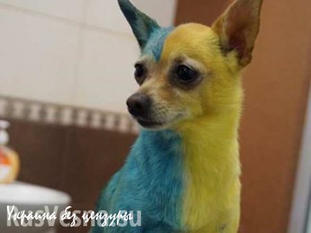 Украинка покрасила собаку в желто-синий цвет из любви к родине