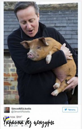Их нравы: Британский премьер занимался сексом с мертвой свиньей, — лорд Эшкрофт