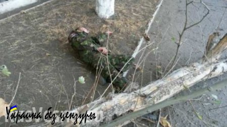 Небоевые потери: на боевика «Правого сектора» в центре Николаева упало сухое дерево (ФОТО)