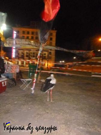 Будни европейской столицы: на майдане «правосеки» вступили в конфликт из-за прилетевшего в их табор аиста, которого рвало копчеными сосисками (ФОТО, ВИДЕО)