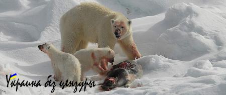 Боевиков ИГИЛ сошлют в Сибирь и сделают рабами, — «Голос Ливии» (ФОТО)