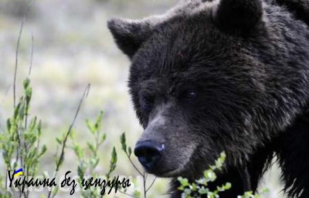 Пострадавший от паводка Уссурийск подвергся нашествию голодных медведей